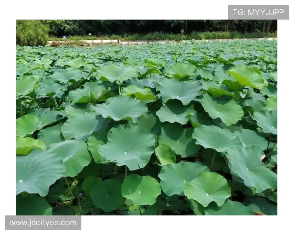 舞动人生的节奏:王芳与街舞的深度对话与心路历程